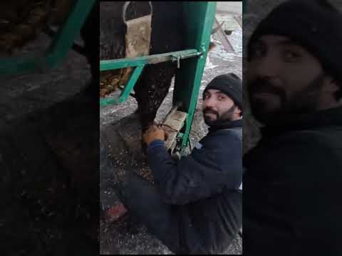 İNEK TIRNAGINDA FARE  ARIYORUZ #reels #hayvancılık #viral #simental