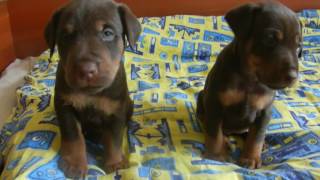 Щенкам 1 Месяц Мать - Фоха Cacit.cact.zp.pllн.н Отец- Ch-B Ch-T Berro Vom Rexon Forst