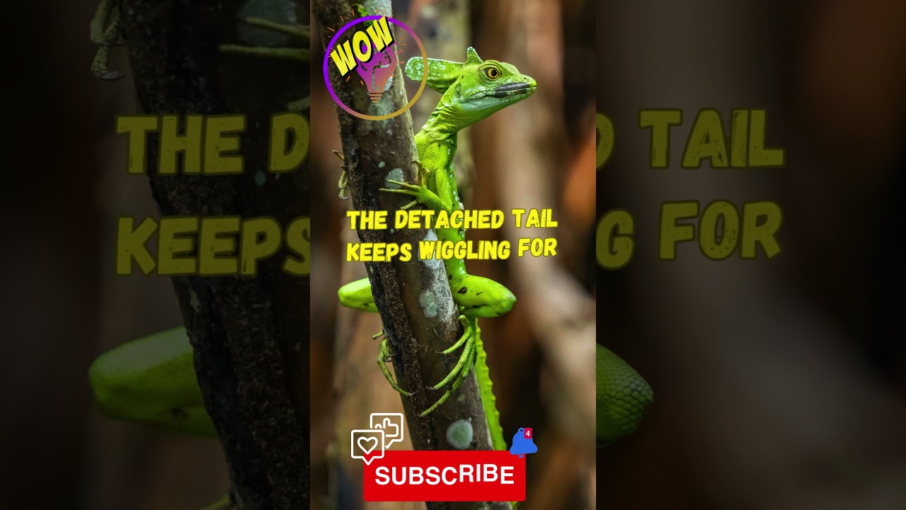 🦎Did You Know? 🦎🦎Why Lizards Drop Their Tails 😳🦎