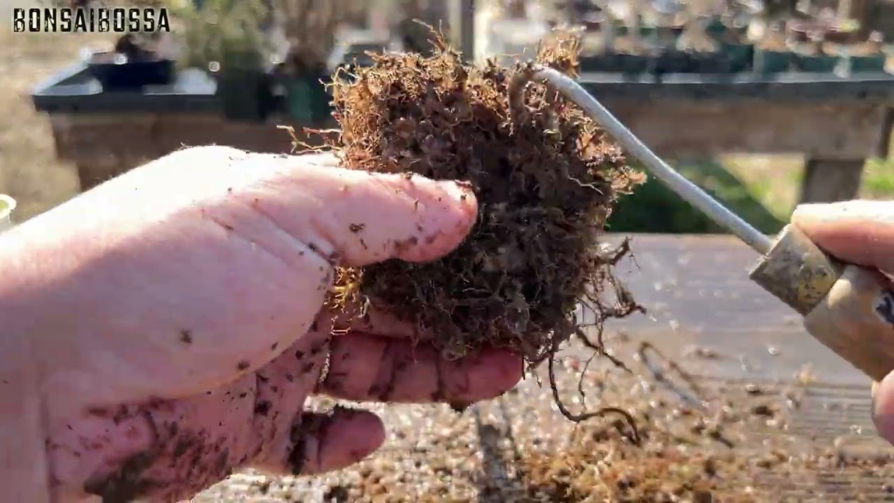 【KED10】白プレステラを辞めたくて #盆栽 #bonsai