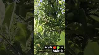#apple #new #facts #music #trending #farming #flowers #villagelife #viral #shorts #applets