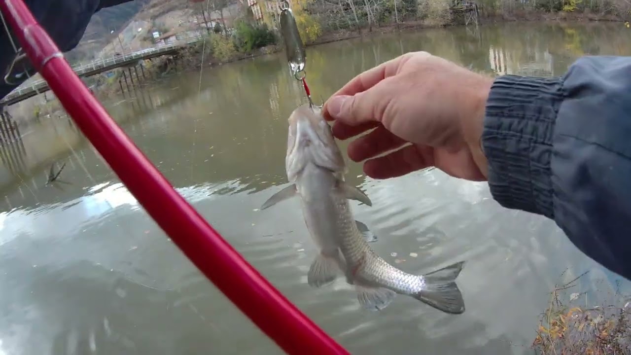 Melen Çayı ve Sakarya Nehri Tatlısu Kefali Kasna Avı