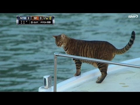 NYM@SF: A cat roams around a boat in McCovey Cove