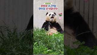 🎄4.29 푸바오 현장 첫타임영상~ #푸바오실시간 #푸바오근황 #판다월드 #에버랜드 #아이바오 #러바오 #루이바오 #후이바오 #강바오 #송바오
