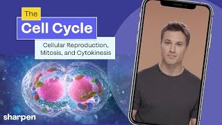 The Cell Cycle, Cellular Reproduction, Mitosis & Cytokinesis Explained | Cell Biology