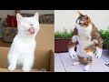 Funniest Animals - Best Of The 2021 Funny Animal Videos #42