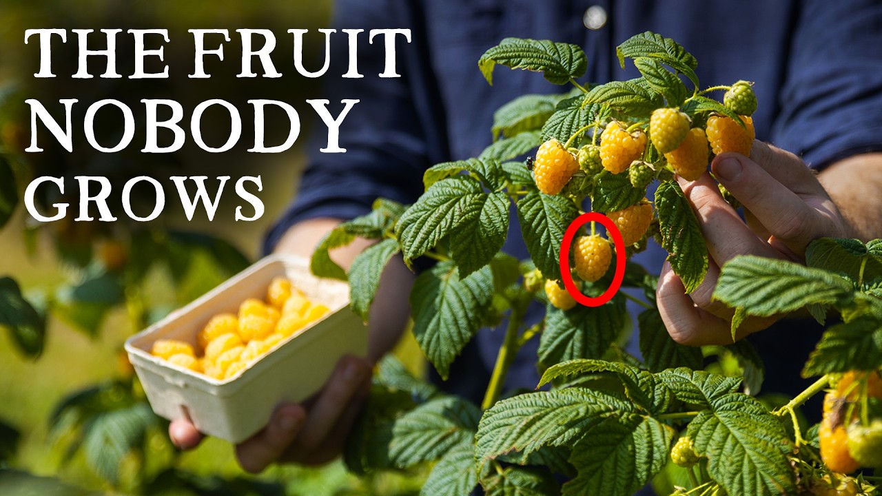 The Amazing Fruit That Nobody Talks About