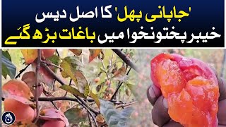 The real homeland of &lsquo;Japanes fruit&rsquo; in KP