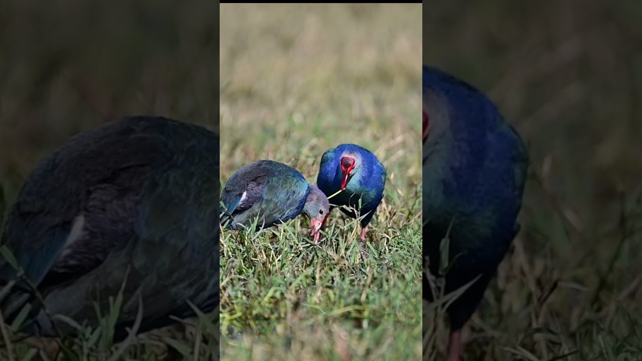 Beautiful birds from my albums 