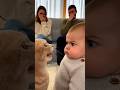 初めて猫に文句を言われた赤ちゃん、 どうしていいか分からず固まってしまう。oocat #cats #baby #cute #funny #shorts #catvideos #赤ちゃん #猫