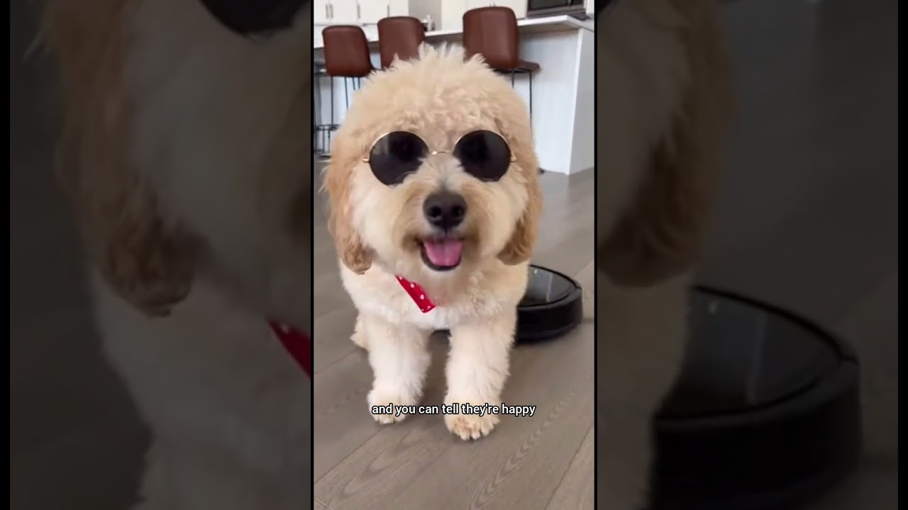 Animal Words in English: Dog | English Masters