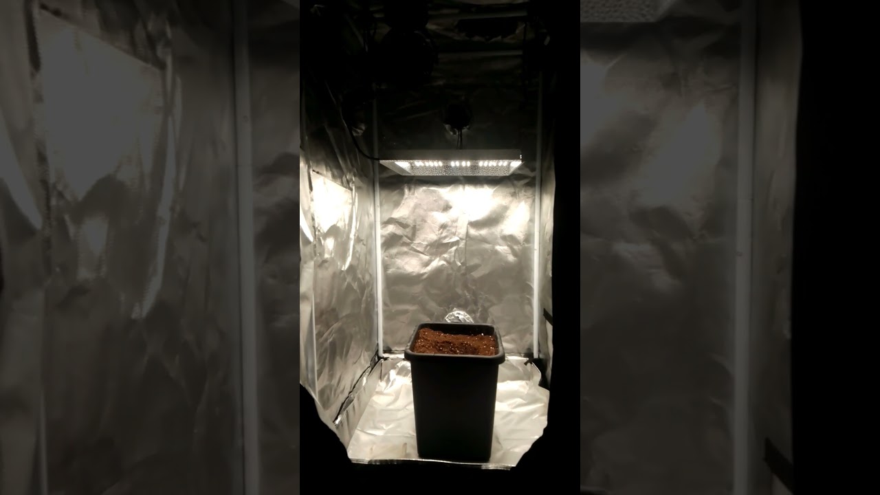 new content coming real soon - 2x2x4 tent set up 🍀