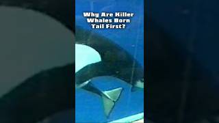 🐳Why Are Killer Whales Born Tail First