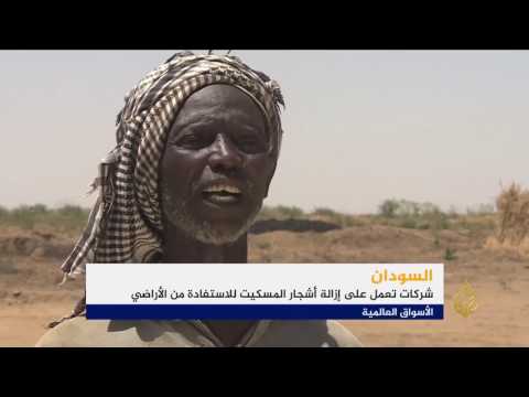 إزالة أشجار المسكيت شرقي السودان