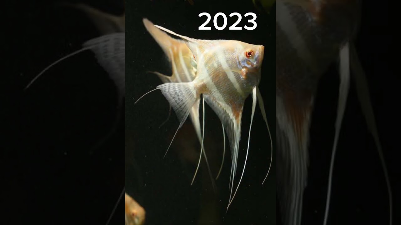 2023 angle fish and 5000 angle fish || Mythical_MC || #foryou #edit #viral #animal #evolution