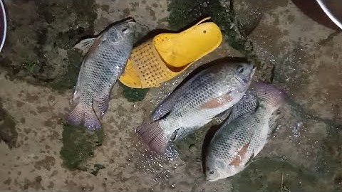 1ngày câu cá phi nái hồ núi le đung toàn phi khủng