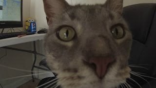 Skipper Stole My Camera