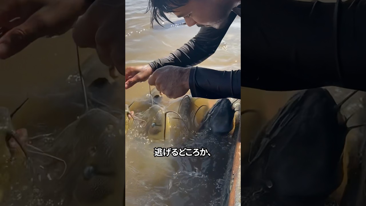 死骸を食べて生きる巨大ナマズに毎日餌を与える男