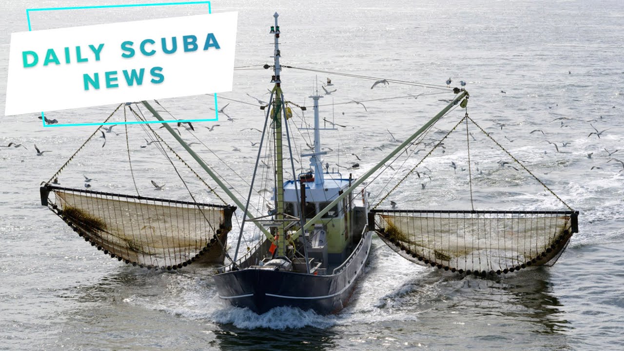 Daily Scuba News - Electric shock fishing banned after Brexit