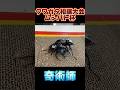 第17回ムシバト杯　グランディスオオクワガタVSインターメディアツヤクワガタ　 #shortvideo #クワガタ #ムシキング
