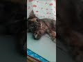 تضرب يلي يقرب عليها تخليش فيا نخدم الكلبة