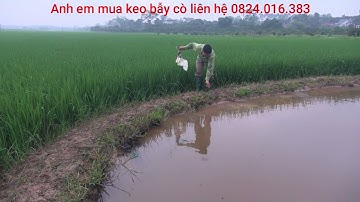 Bẫy cò mã di cư. Bắc giang cò đã về anh em ơi?