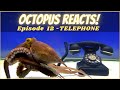 Octopus Reacts to Telephone - Episode 12