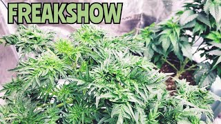 FREAKSHOW week 7 - GROW GARAGE - Is The 3x3 Ready To Harvest? w/MARSHYDRO