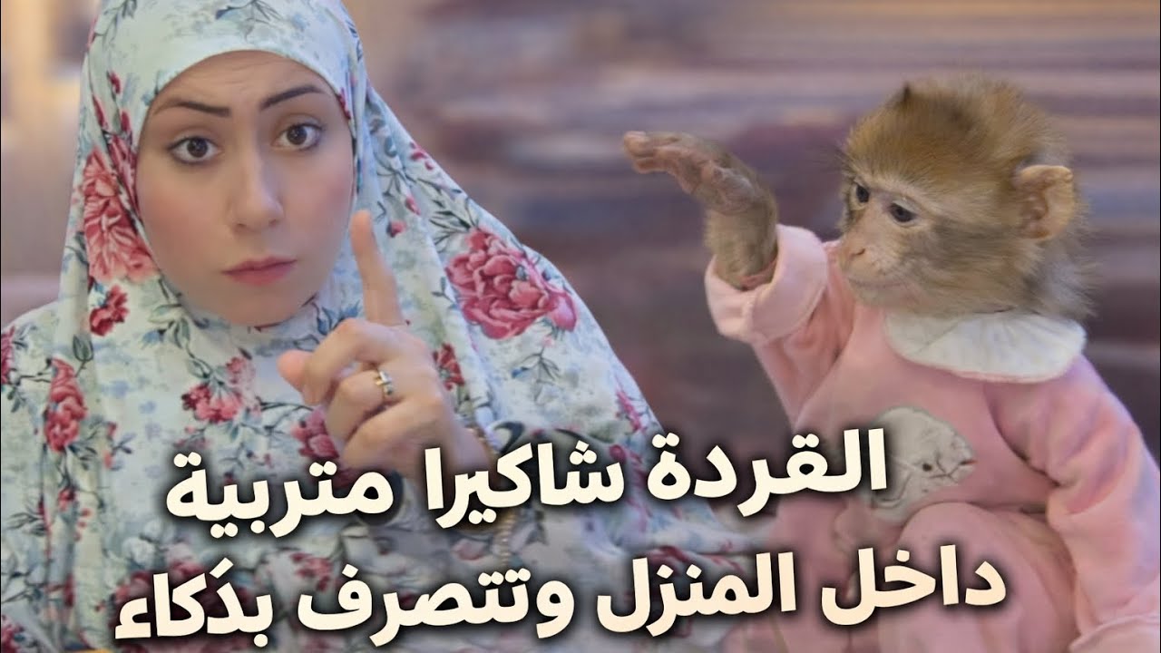 ام دونا والقردة شاكيرا بياكلو حلويات😋 😋 😋 