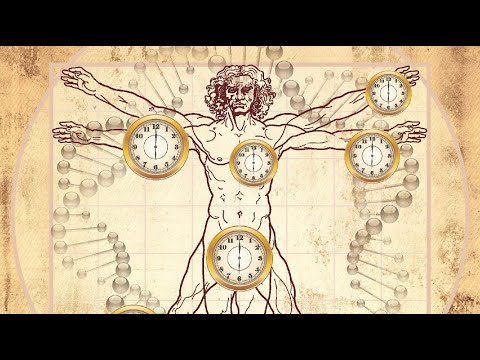 8.6.2. Биологическое пространство-время