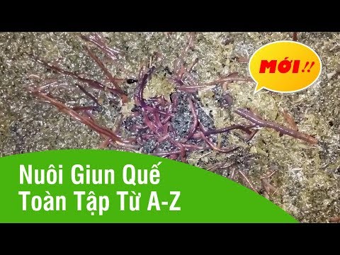 Video Nuôi Giun Quế, Kỹ Thuật Nuôi Trùn Quế Đầy Đủ Từ A-Z... - youtube