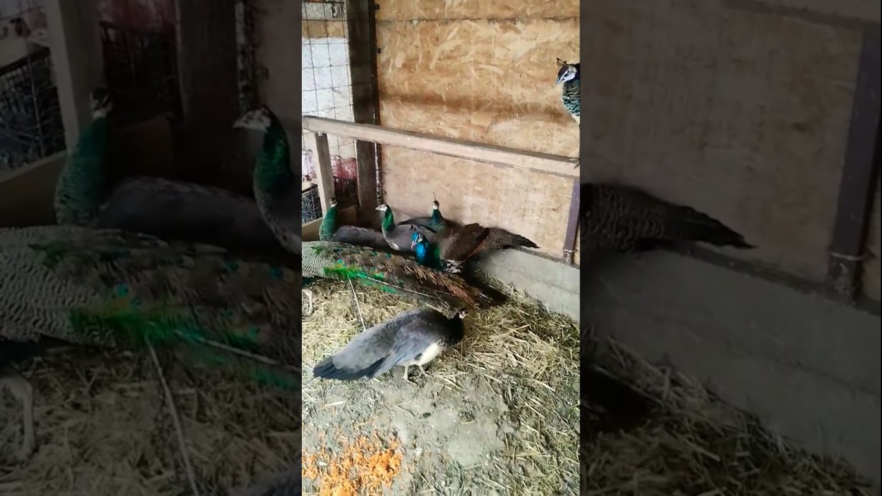 Black shoulder🦚🥰