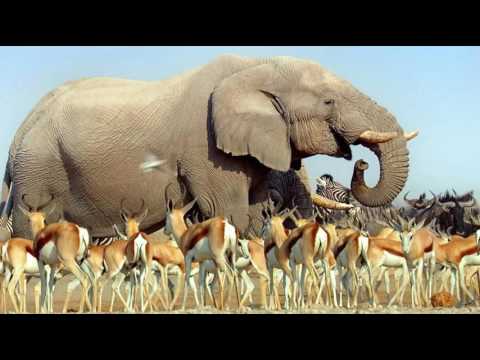 აფრიკა - ცხელი კონტინენტი