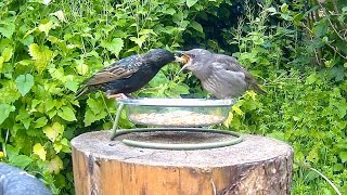 Starlings fledglings & Mealworms