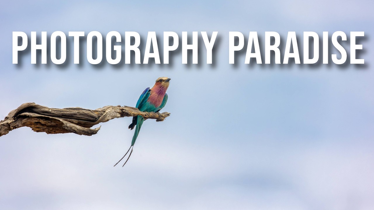 Botswana Photography Workshop Vlog #4: Okavango Delta — Intimate Landscapes & Wild Dogs