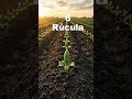 Estos son algunos de los cultivos más rápidos que puedes producir en pocas semanas o incluso en días