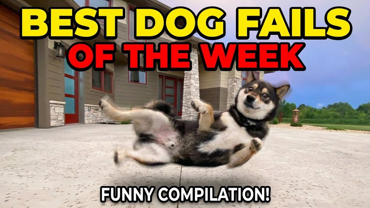 You laugh you lose😂Funniest dogs of 2025🤣