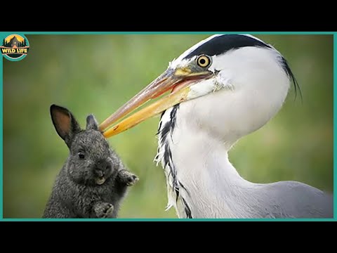 Video: Gray heron: description. Herons are the most dexterous hunters