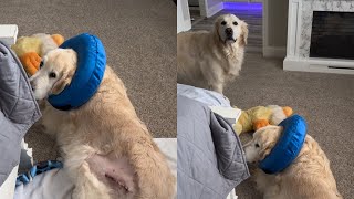 Buddy Is Home From Surgery by Charlie The Golden 18 18,942 views 1 month ago 3 minutes, 11 seconds