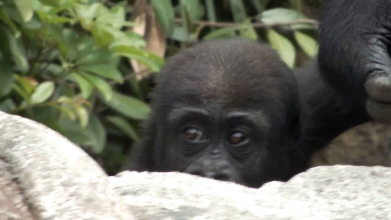 kawaii emoticons #04 Cute Baby Gorilla(one-year-old) and mom.かわいいゴリラの赤ちゃん（一歳）と母ゴリラ。
