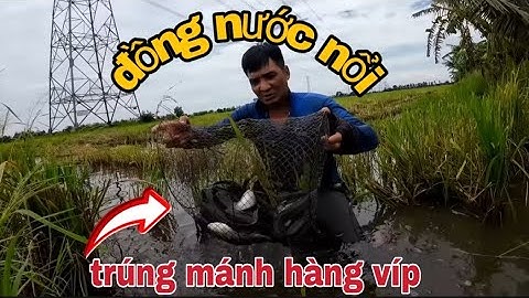 Mùa nước nổi về - đặt lờ trên đồng nước -cá chạy thấy ham - vũ heo