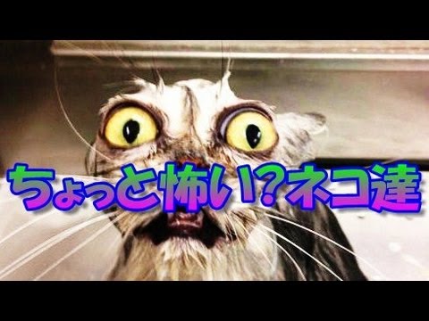 面白動物 ちょっと怖い ネコ達 画像集 Youtube