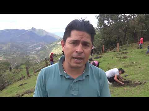 Sembrados mil arbustos para fortalecer nacimiento de agua, vereda Lucitania