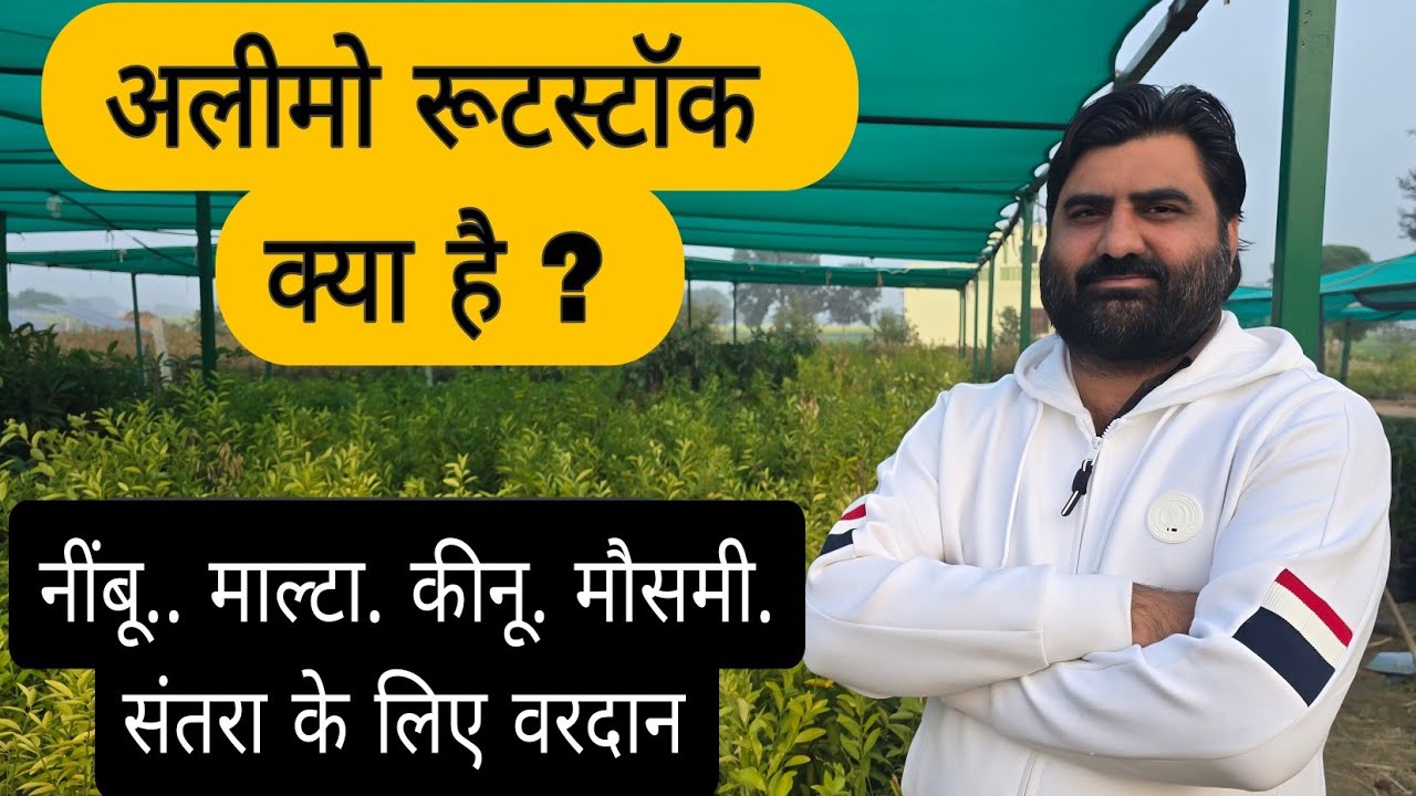 48.. alemow rootstock की सम्पूर्ण जानकारी .. नींबू. मौसमी. संतरा का उत्पादन दोगुना #alemow #nimbu #