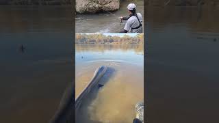 Download Lagu MANCING BIKIN MERINDING #fishing #spotrawarawa #carpfishing #fish #fisherman MP3