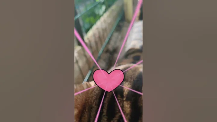 Video 10385781: brown bengal cat, cutekitten