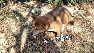 산책다녀온후 너무좋아서 온몸으로 기쁨을 표현하는 진돗개 by 진돗개덕구 4,782 views 3 years ago 2 minutes, 27 seconds