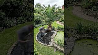 From Blank Bed to Blooming Paradise: Complete Garden Makeover with Pond Edge