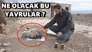 YENİ DOĞAN YAVRU KÖPEKLERİ SOKAĞA ATMIŞLAR !