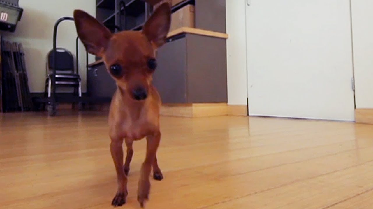 Chihuahua Mix Gets Frisky at the Office | The Daily Puppy